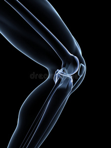 膝关节解剖学