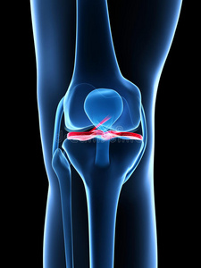 突出显示的膝关节图片