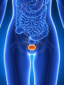 的男性膀胱移行细胞癌怀孕-膀胱虚弱女性膀胱解剖男人用手牵着裤裆,他