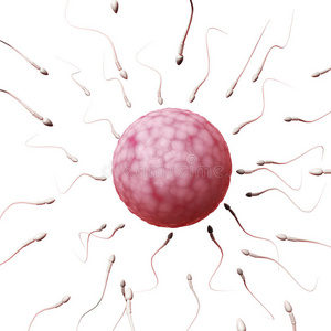 卵细胞和精子