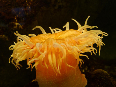 黄色群集海葵图片