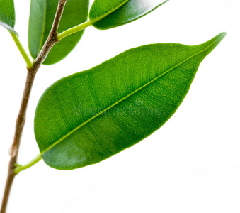 特写镜头 环境 夏天 生活 花的 植物学 花园 生态学 生长