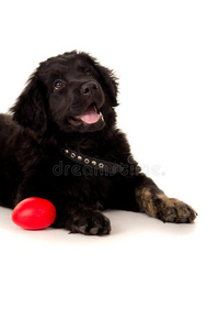 带玩具的黑色拉布拉多犬的肖像