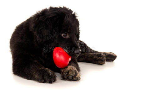 一只漂亮的狗，一只黑色拉布拉多犬的肖像