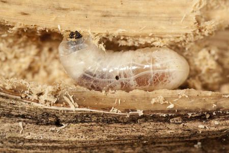 条大蚊幼虫图片