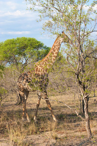 乌拉尔克鲁格国家公园野生网状长颈鹿与非洲景观