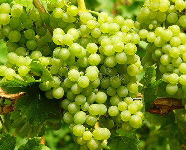 绿葡萄图片