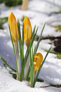 番红花在雪中发芽