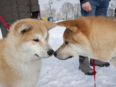 两只狗互相亲吻照片
