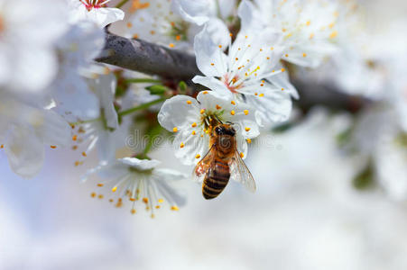 花枝