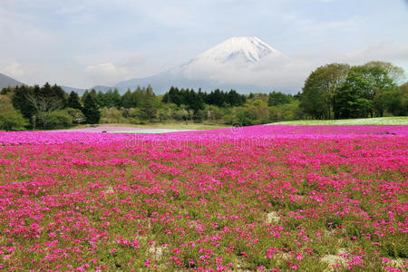 日本富士山