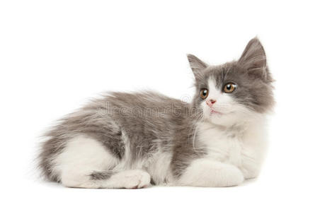 灰白色小猫照片