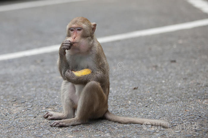 猴子坐着吃东西