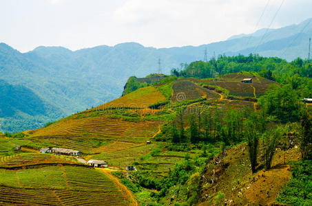 越南的梯田。东南亚美景