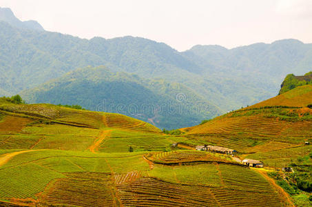 越南的梯田。东南亚美景