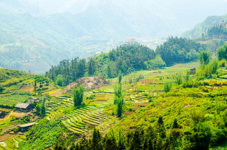 越南的梯田。东南亚美景