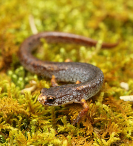 蝾螈四趾蝾螈照片