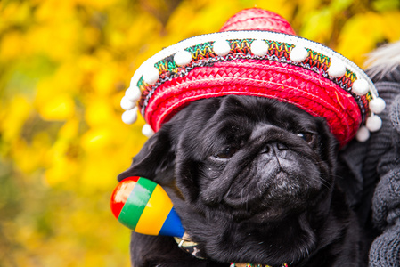 狗拖把。狗打扮成一位墨西哥。帽子草帽