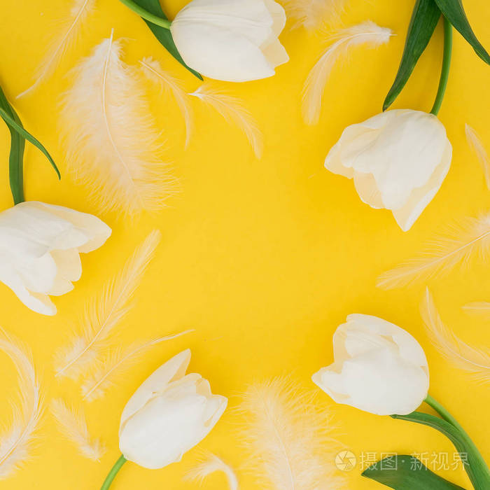 黄色背景上有嫩羽毛的白色郁金香