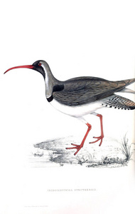 一只小鸟的插图。一个世纪的鸟类从喜马拉雅山