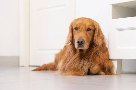 可爱的金毛猎犬