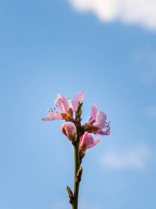 清晨的桃花, 蓝天