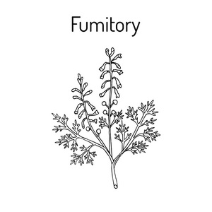 Fumitory Fumaria, 或地球烟雾