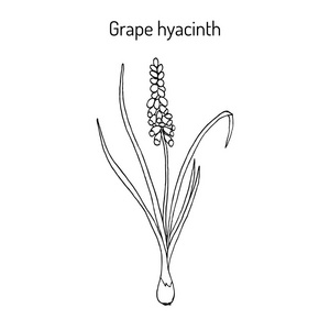 葡萄风信子 Muscari neglectum 药用植物