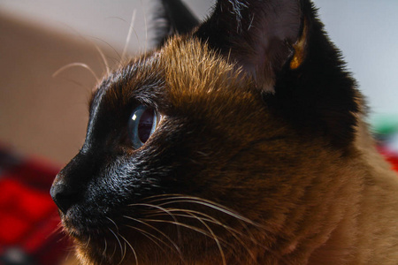泰国暹罗猫看起来很小心。蓝眼睛猫的肖像
