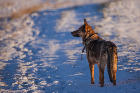 德国牧羊犬在雪中