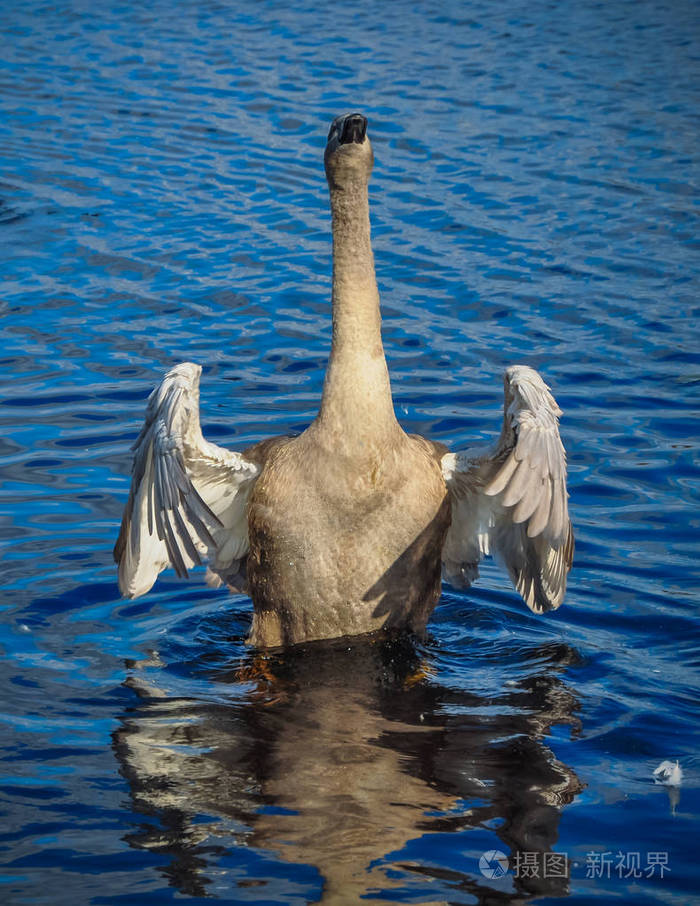 天鹅拍打着翅膀