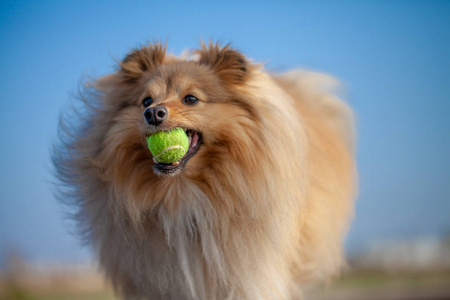 一只兰属牧羊犬用小球玩耍