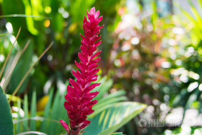 热带庭院植物红姜purpurata