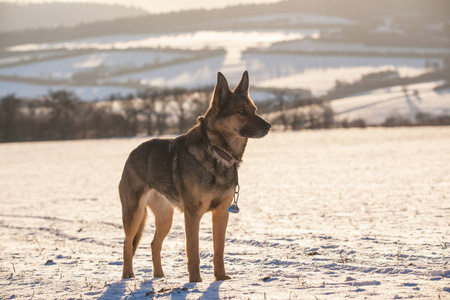 德国牧羊犬在雪中