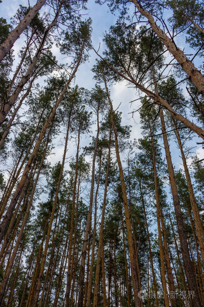美丽的松树林对蓝天下的看法.高大的松树风光.浩瀚而荒野的概念.
