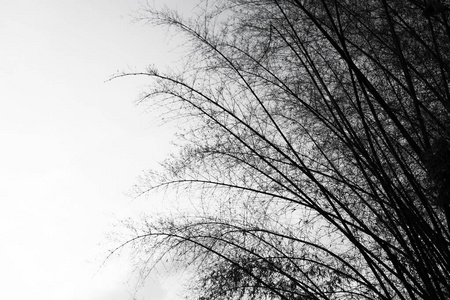 白色背景黑竹树