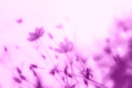背景的紫罗兰色模糊的花朵