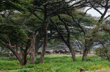 畜群的牛羚走过大草原