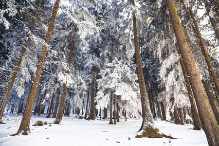 冬天的森林景观与寒冷和多雪松树