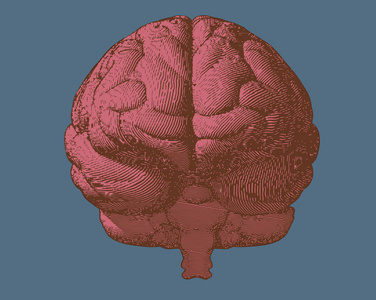 在前视图中在蓝色 Bg 雕刻大脑的粉红色