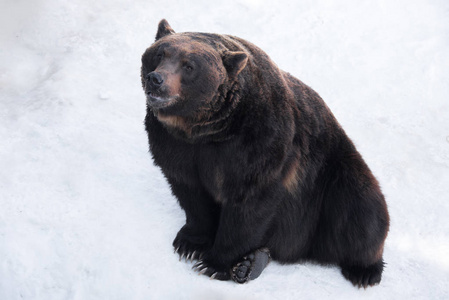 棕色的熊 熊 坐在雪地上