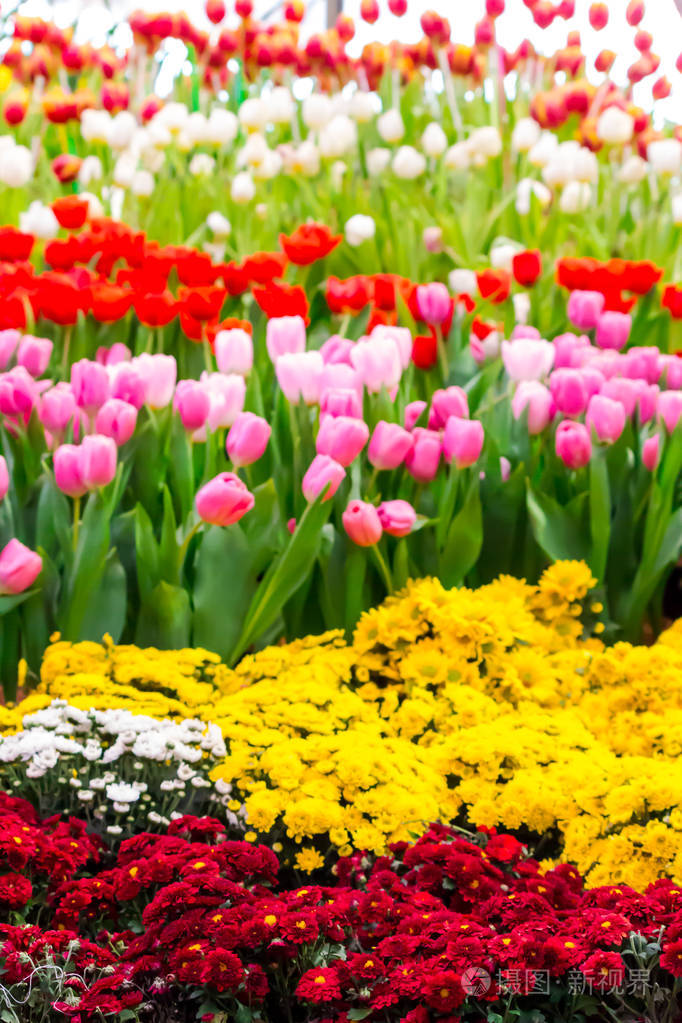 五颜六色的郁金香和鲜花盛开在舒适的花园里