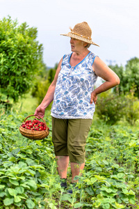 妇女在领域在草莓收获期间, 农夫拿着篮子与草莓新鲜收获在农场