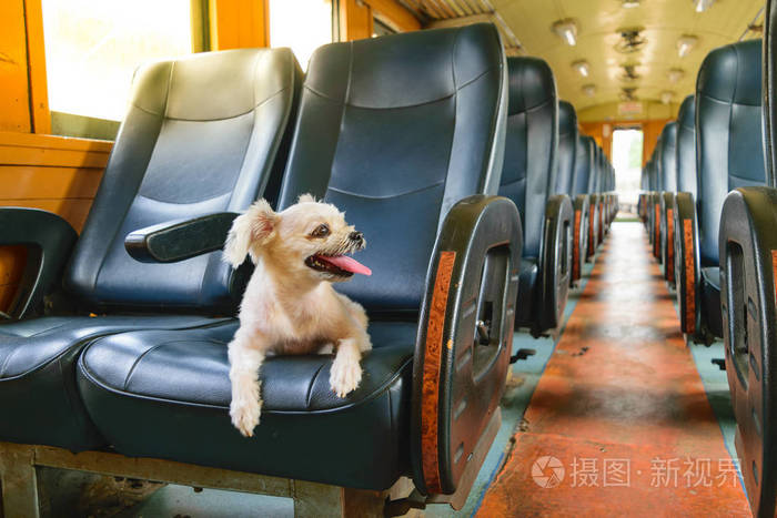 在火车上的狗