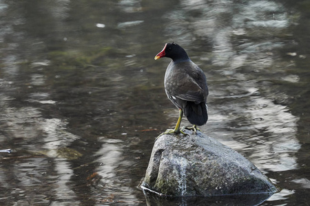 moorhen 鸭湖