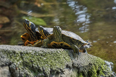 三只可爱的海龟在阳光下休息池塘