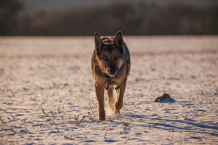 德国牧羊犬在雪中