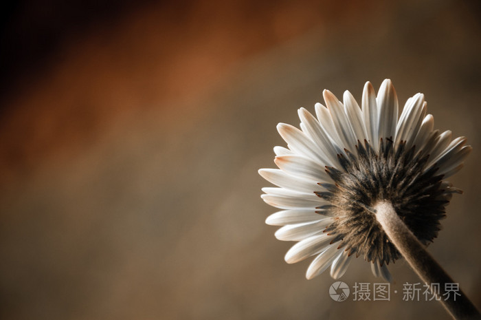 后面的观点.棕褐色