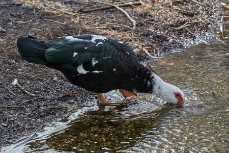 cairina 南瓜鸭饮在湖边