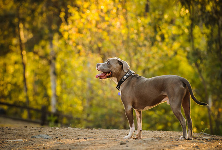 美国坑公牛猎犬站立在自然被树围拢以秋天颜色的狗